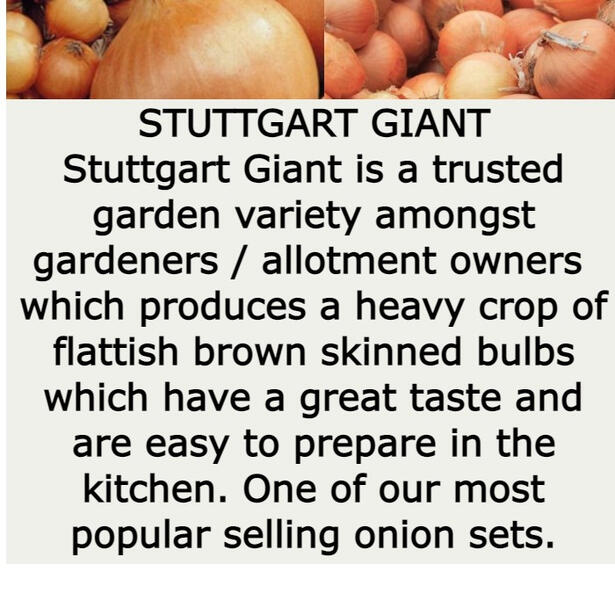 Stuttgart Giant