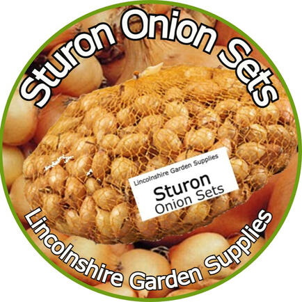 Sturon Onion Sets