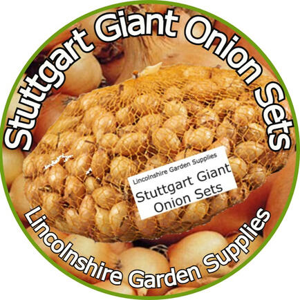 Stuttgart Giant Onion Sets